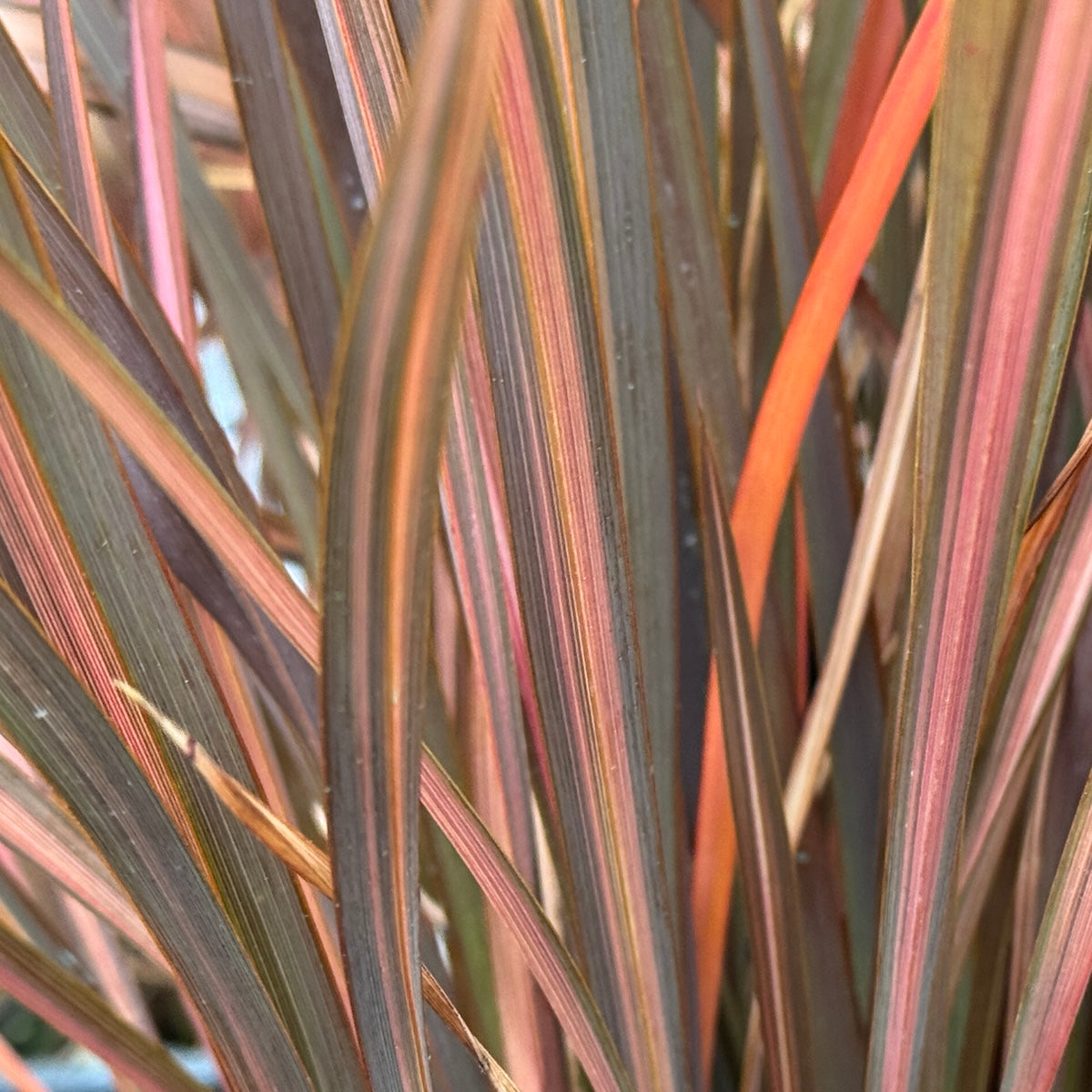 Phormium tenax 'Evening Glow'