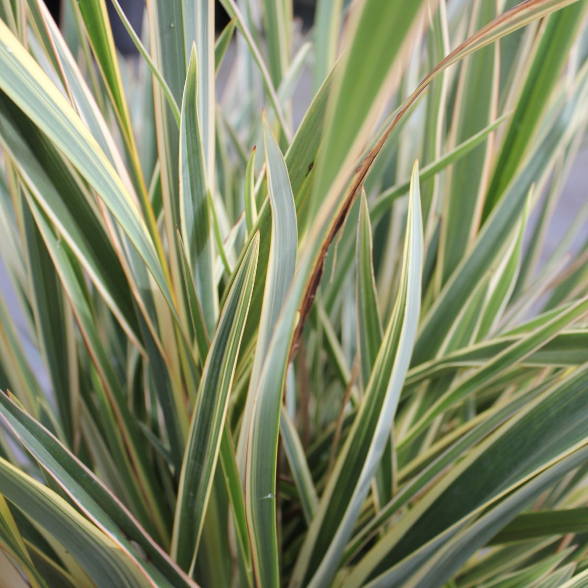 Phormium tenax 'Cream Delight'