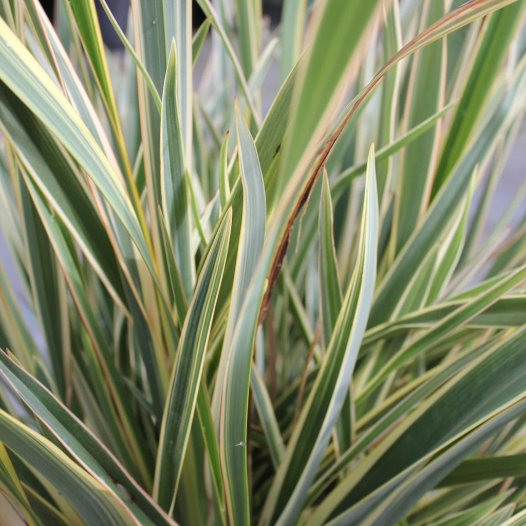Phormium tenax 'Cream Delight'