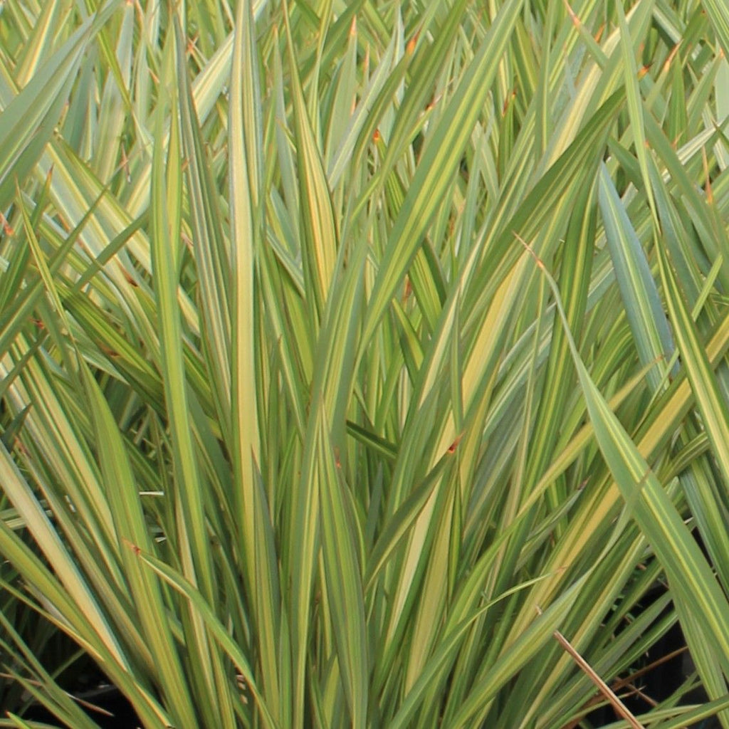 Phormium tenax 'Apricot Queen'