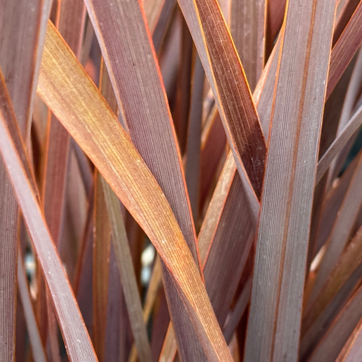 Phormium tenax 'Jack Spratt'
