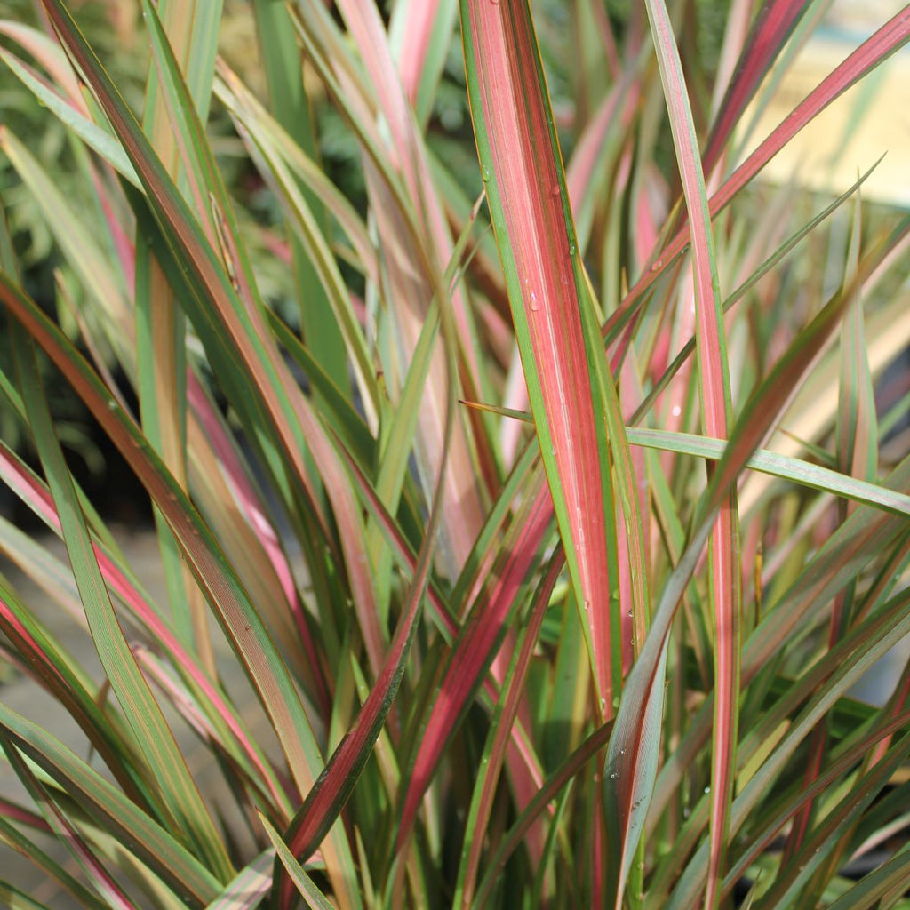 Phormium tenax 'Jester'
