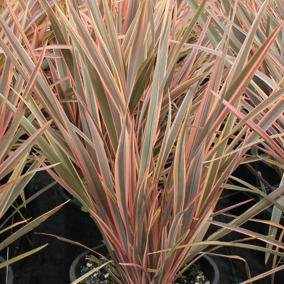 Phormium tenax 'Maori Queen'