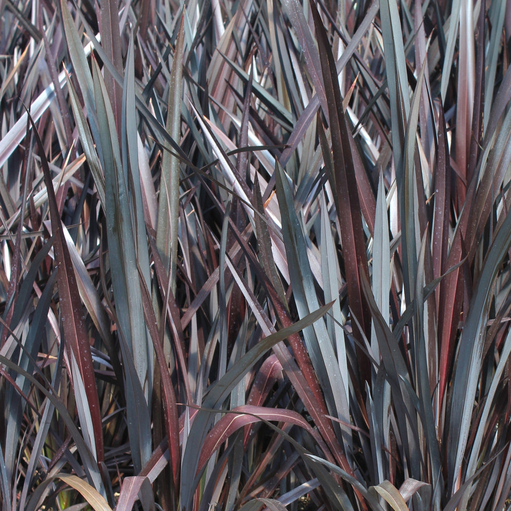 Phormium tenax 'Mat's Merlot'