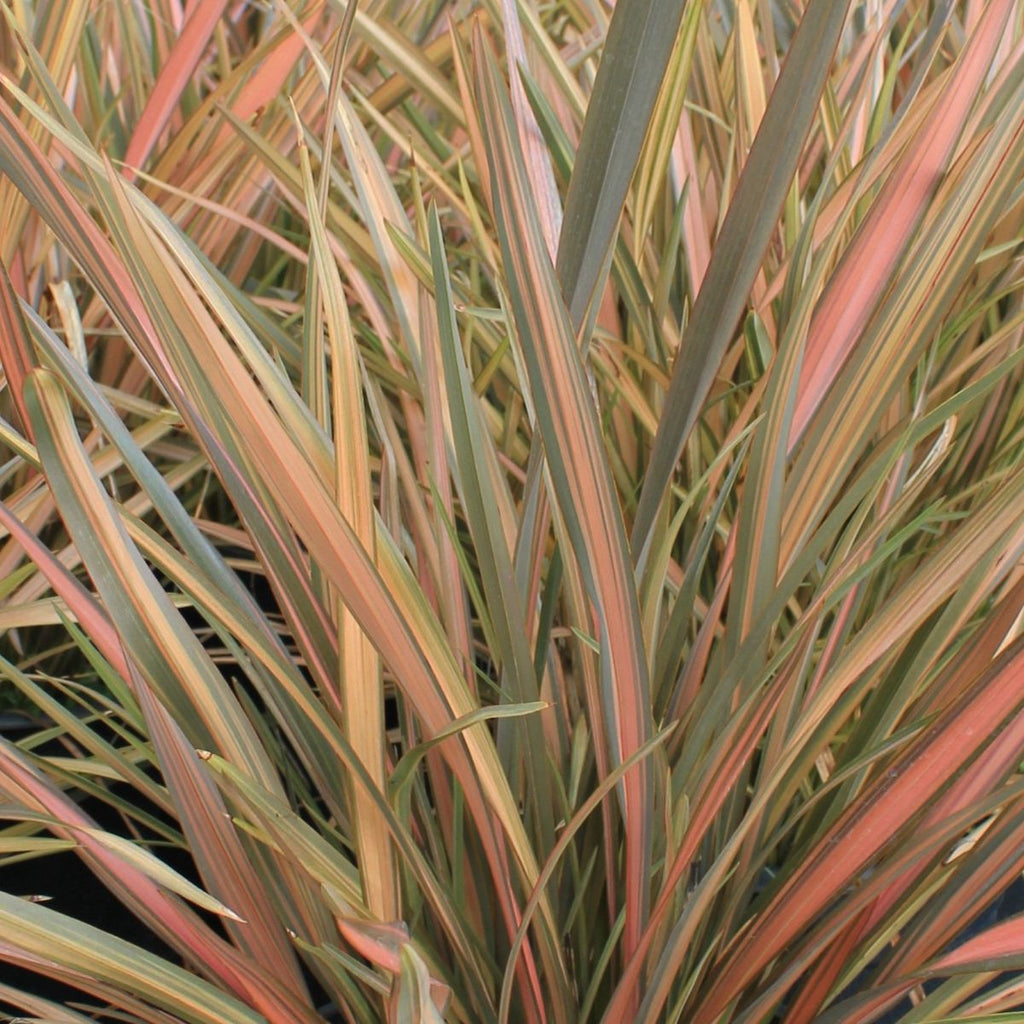 Phormium tenax 'Rainbow Sunrise'