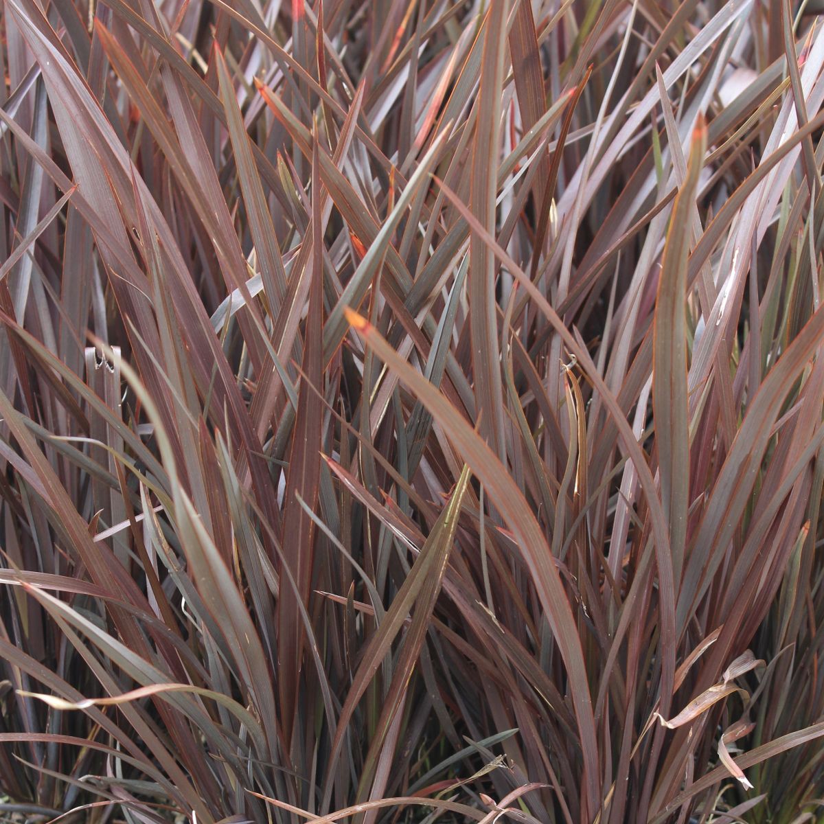 Phormium tenax 'Shiraz'
