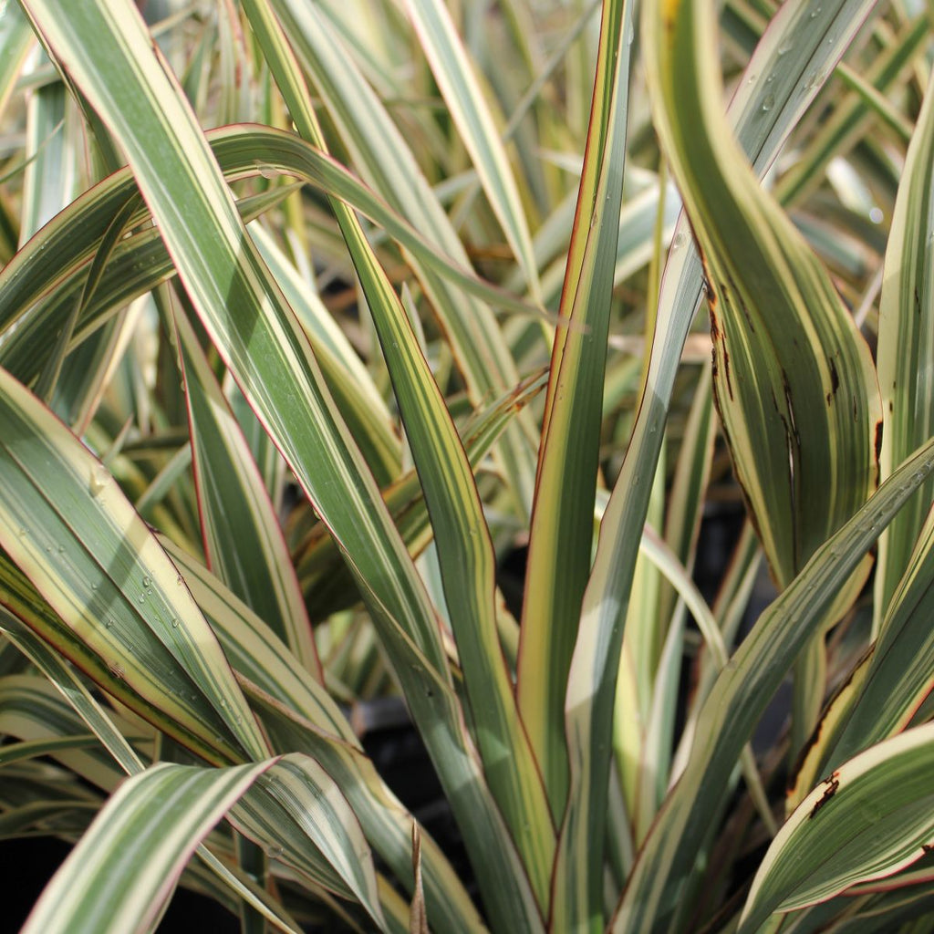 Phormium tenax 'Tri-color'