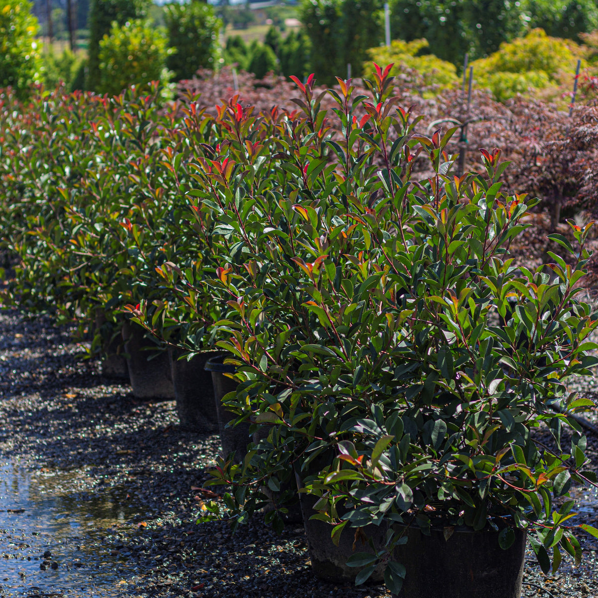 Photinia fraseri