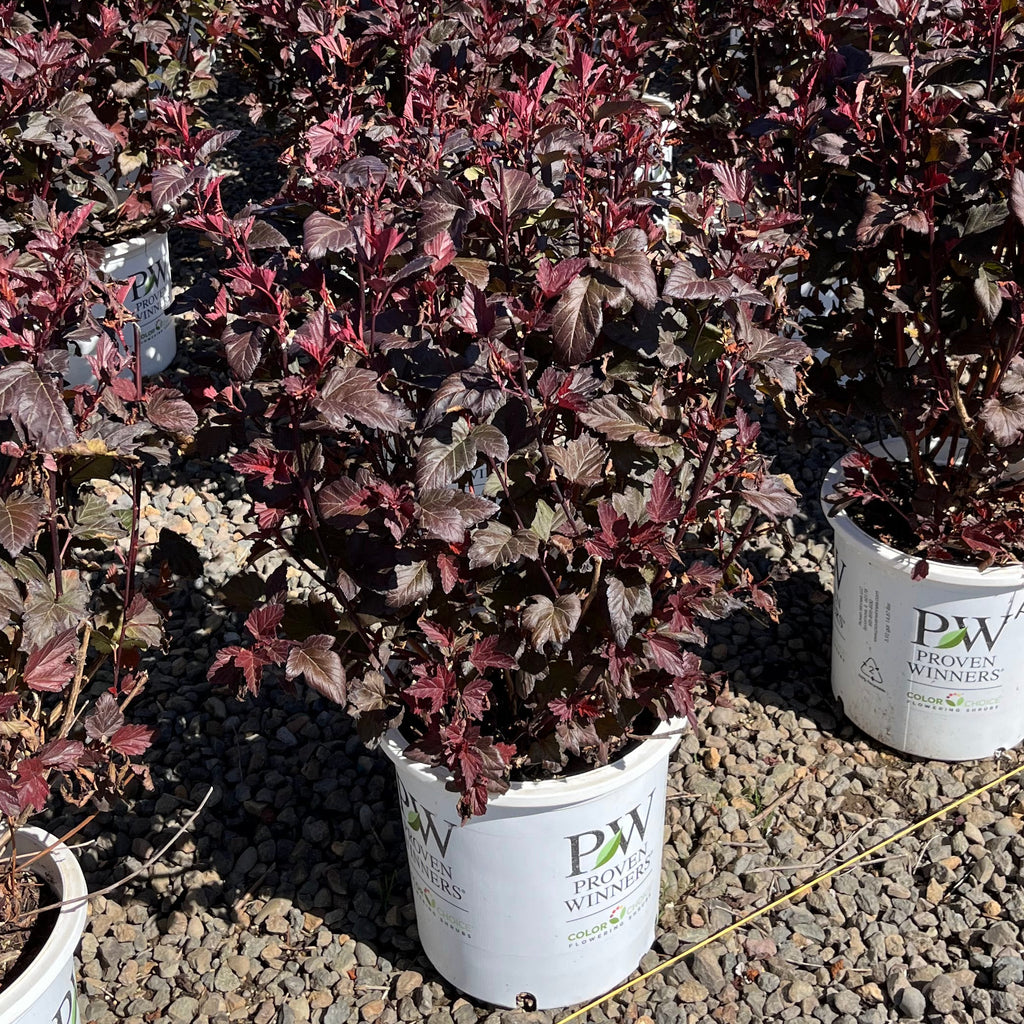 Physocarpus op. GINGER WINE® PW USPP28695 (pink/ white)