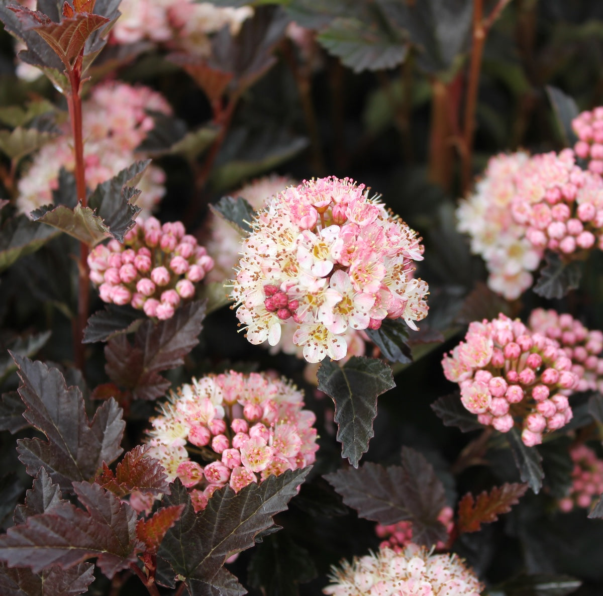 Physocarpus op. TINY WINE® PW PP26749