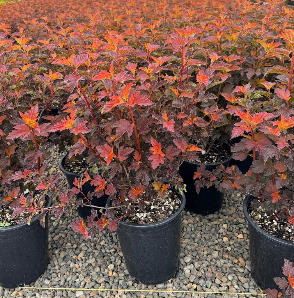 Physocarpus op. 'Alouette™ PP28793