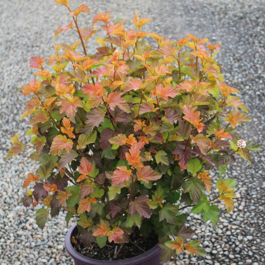 Physocarpus op. FIRST EDITIONS® AMBER JUBILEE™ PP23177