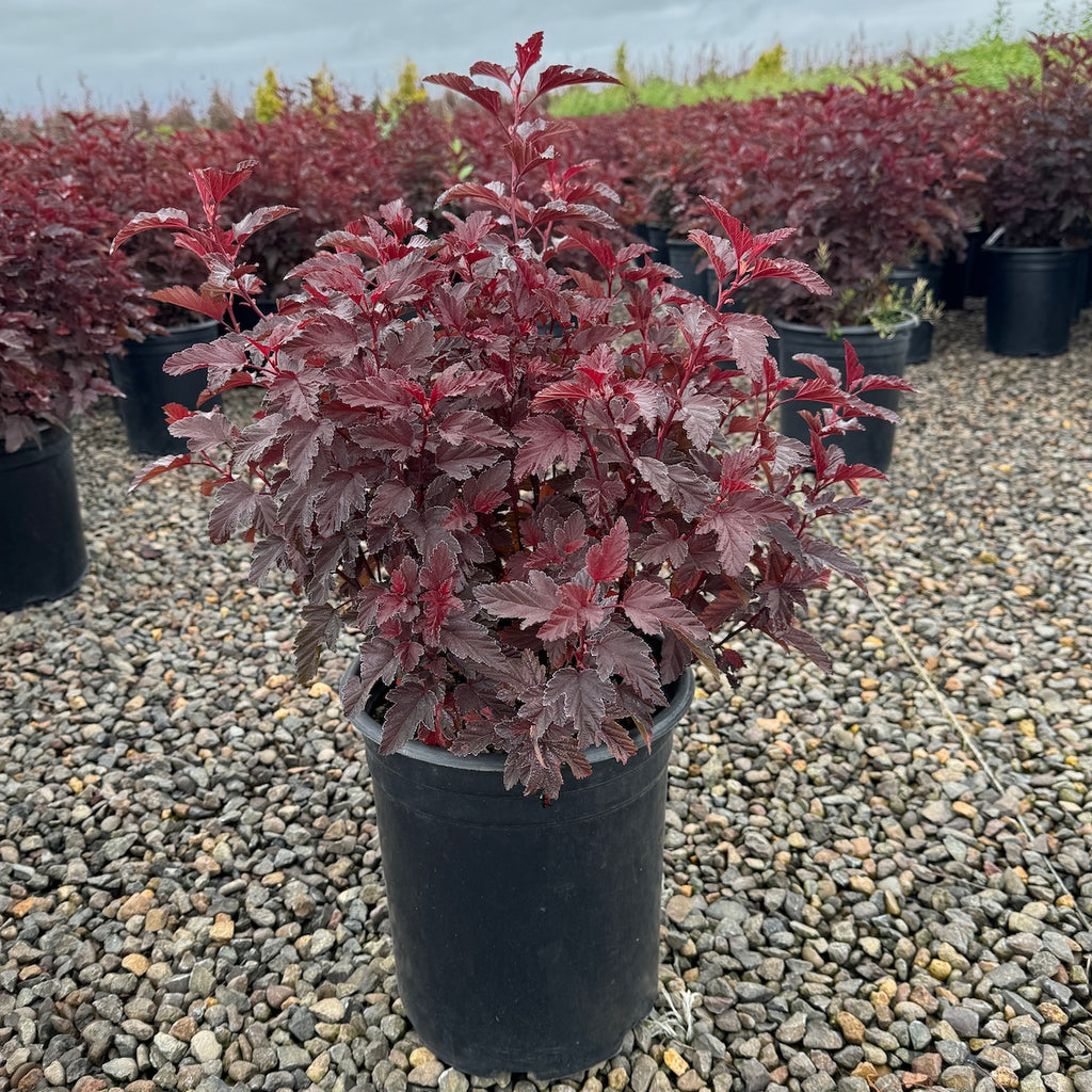 Physocarpus op. 'Angel'® PP28059