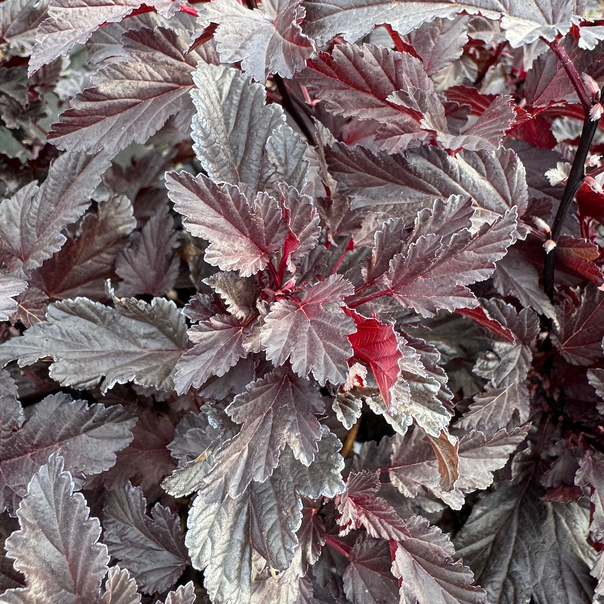 Physocarpus op. 'Black Jack™ PP29892