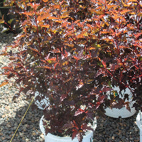 Physocarpus op. Coppertina® PW PP16371