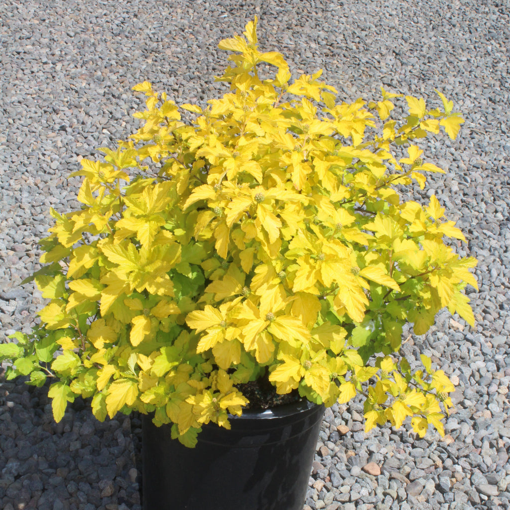 Physocarpus op. 'Lemon Candy' PP22362