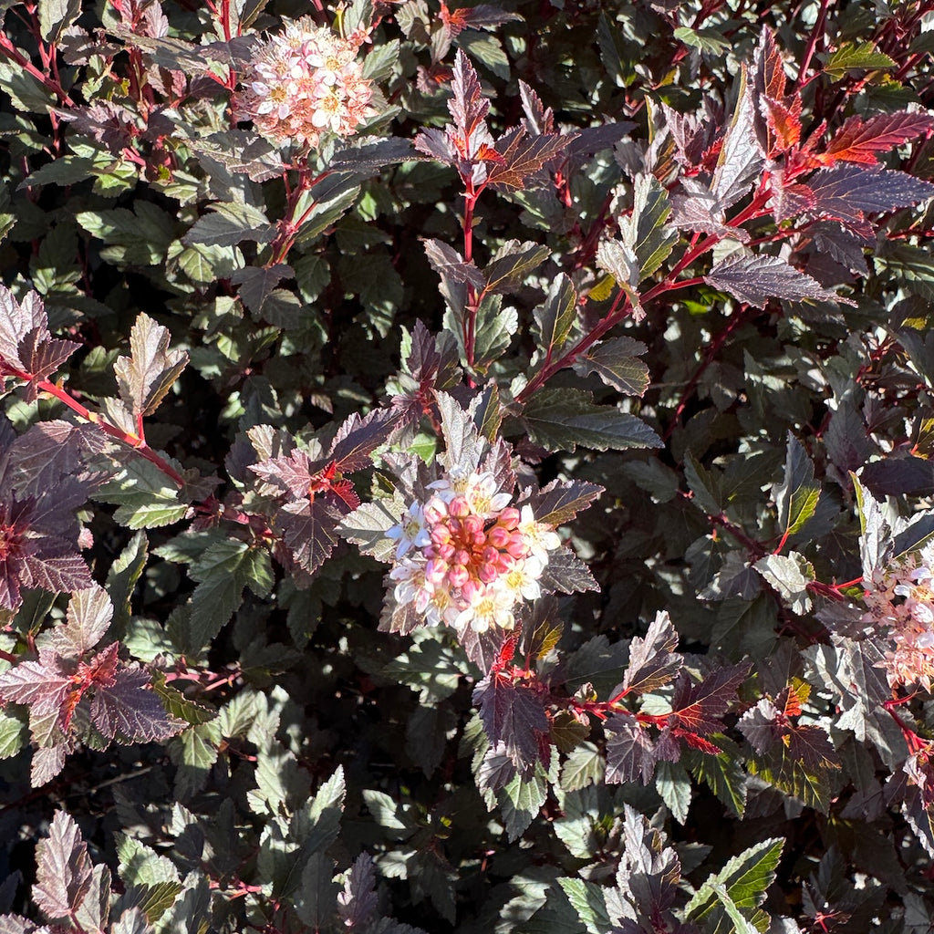 Physocarpus op. 'Little Joker'® PP27986