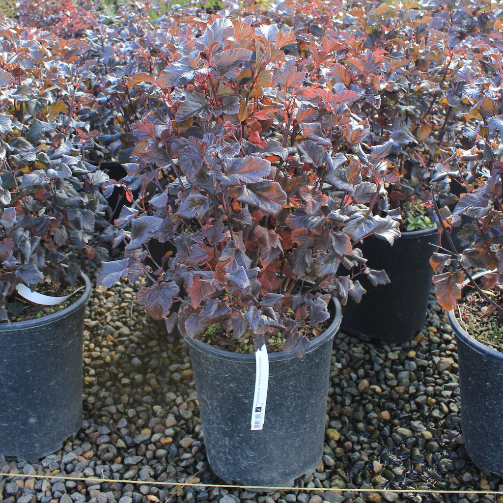 Physocarpus op. 'Petite Plum'® PP27663