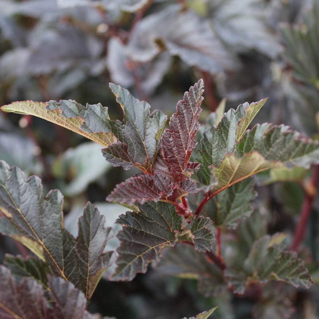 Physocarpus op. 'Red Baron'