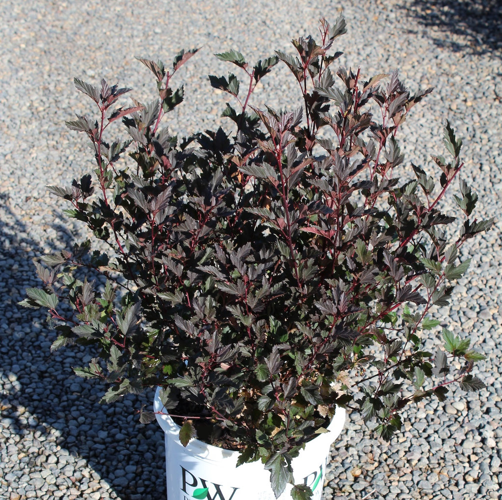 Physocarpus op. SUMMER WINE® PW PP14821