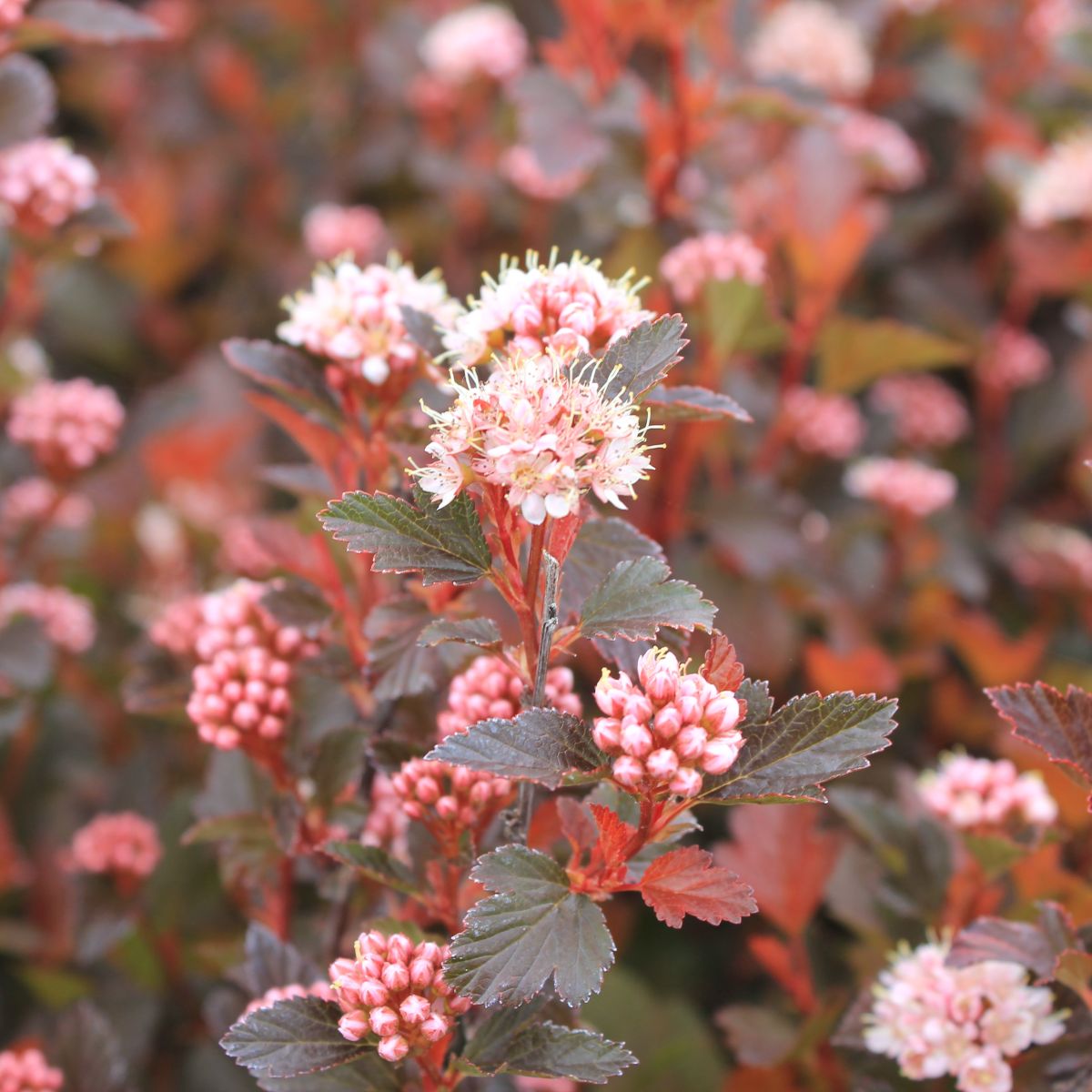 Physocarpus op. 'Sweet Cherry Tea'™ PP31235