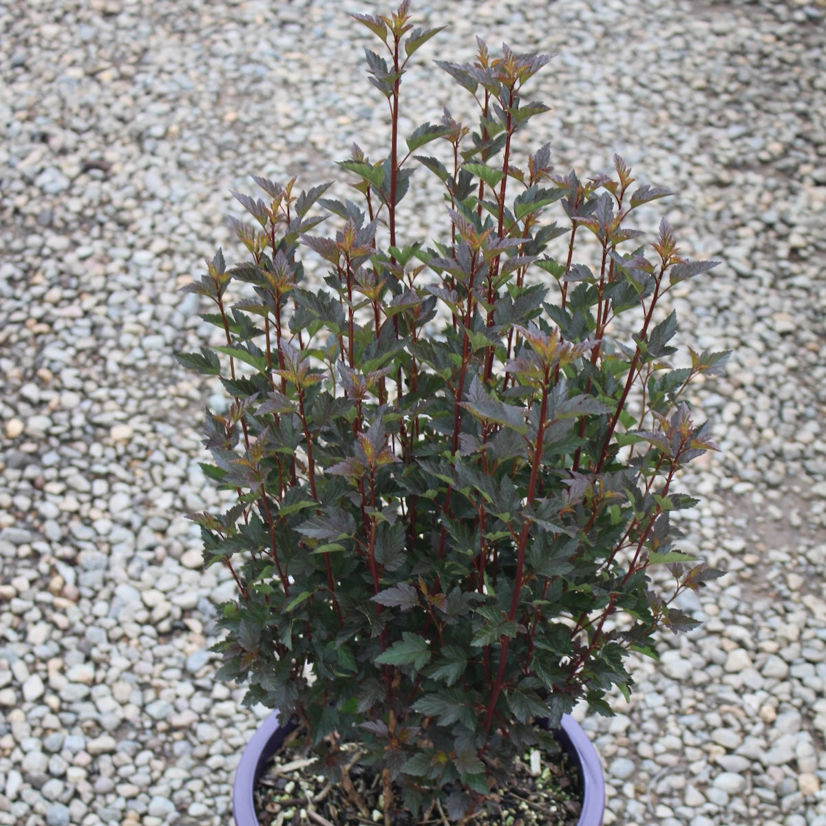 Physocarpus op. Little Devil™ FIRST EDITIONS® PP22