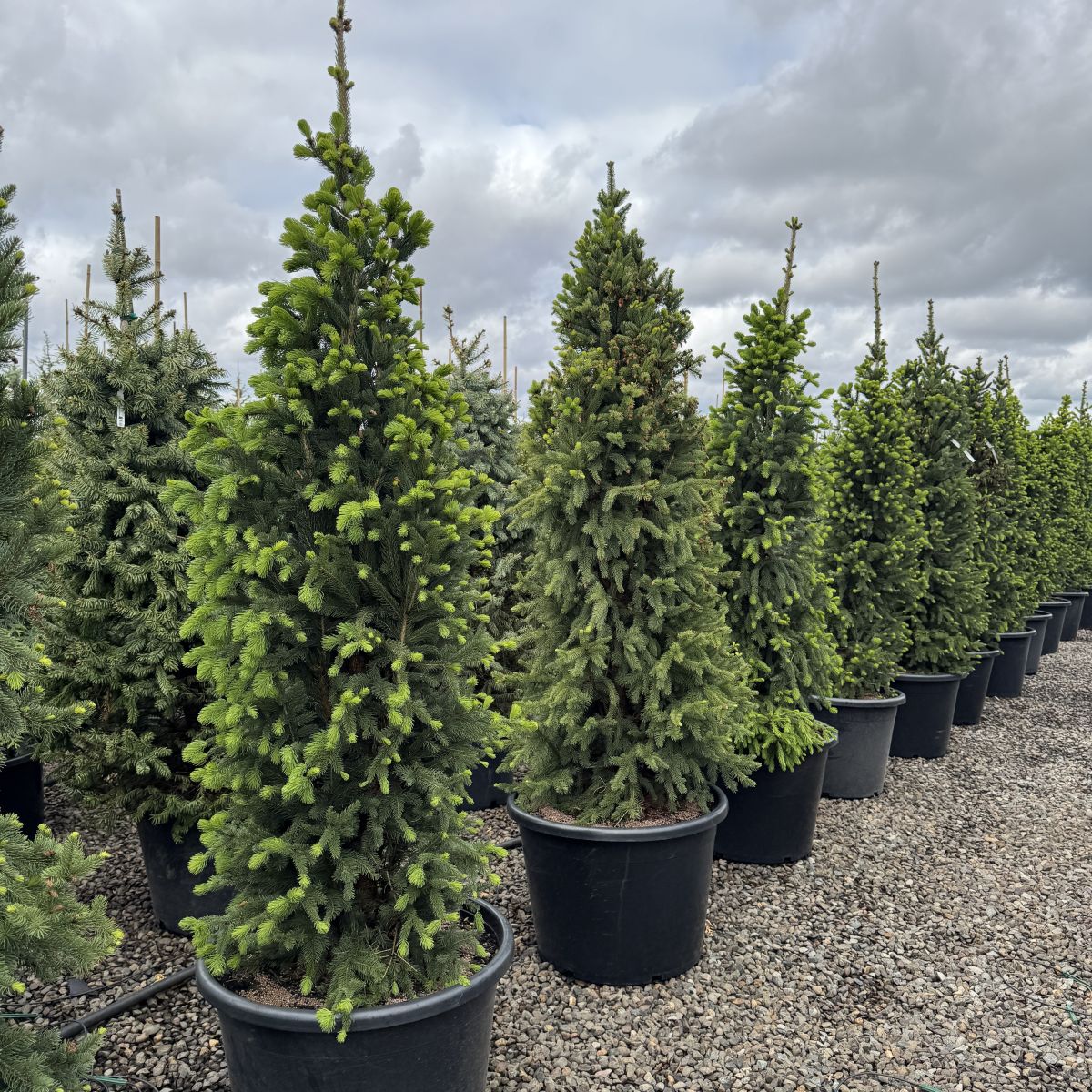 Picea a. 'Cupressina'