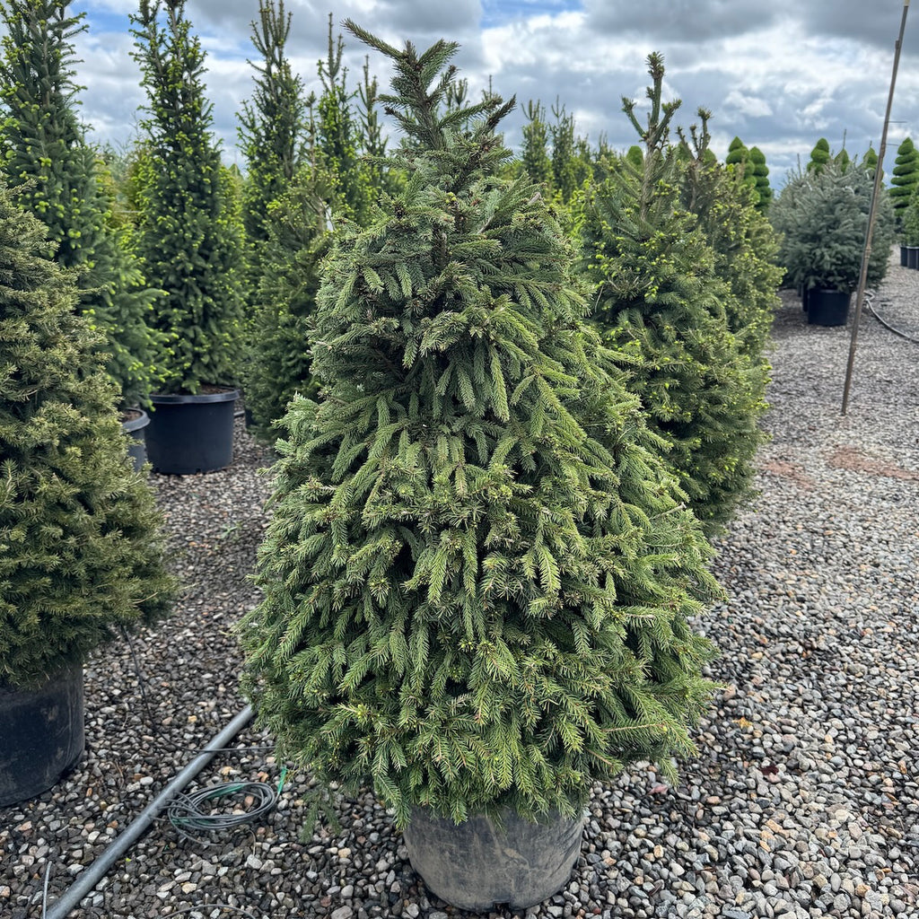 Picea abies (CG)