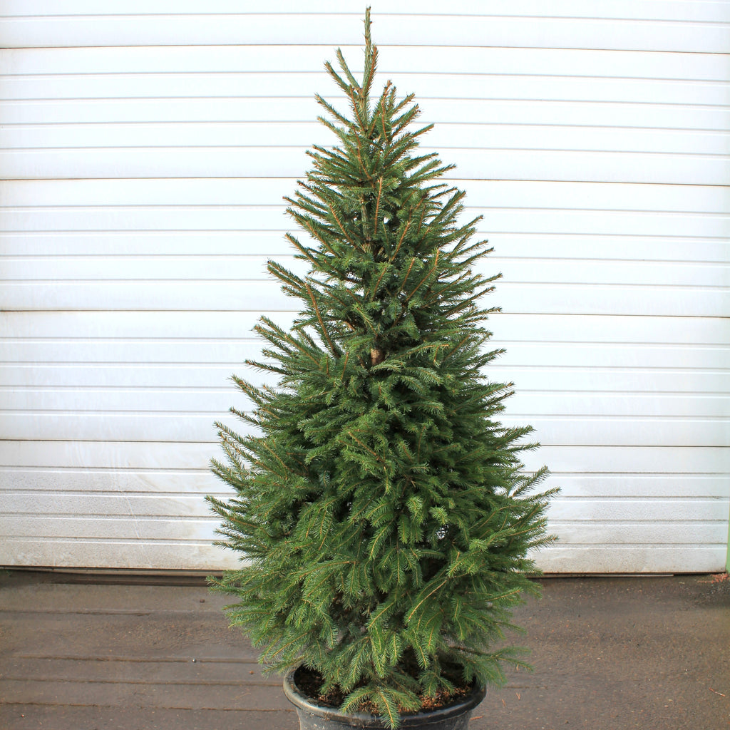 Picea abies