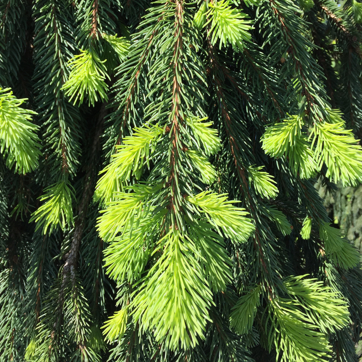Picea abies 'Pendula'