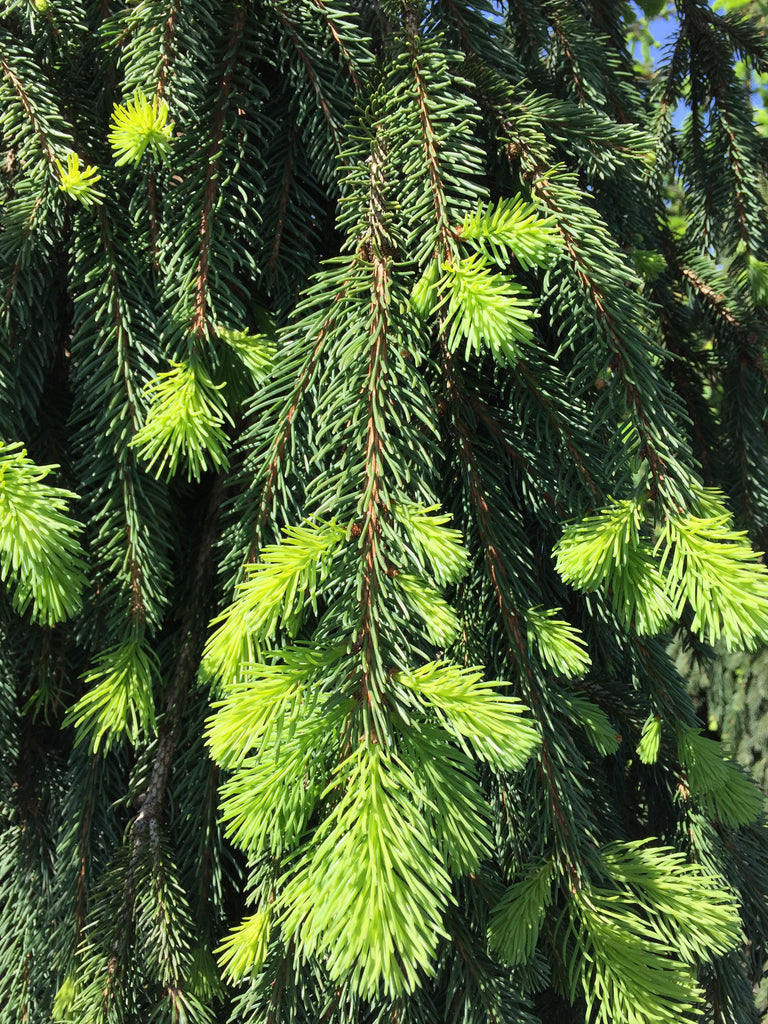 Picea abies 'Pendula'