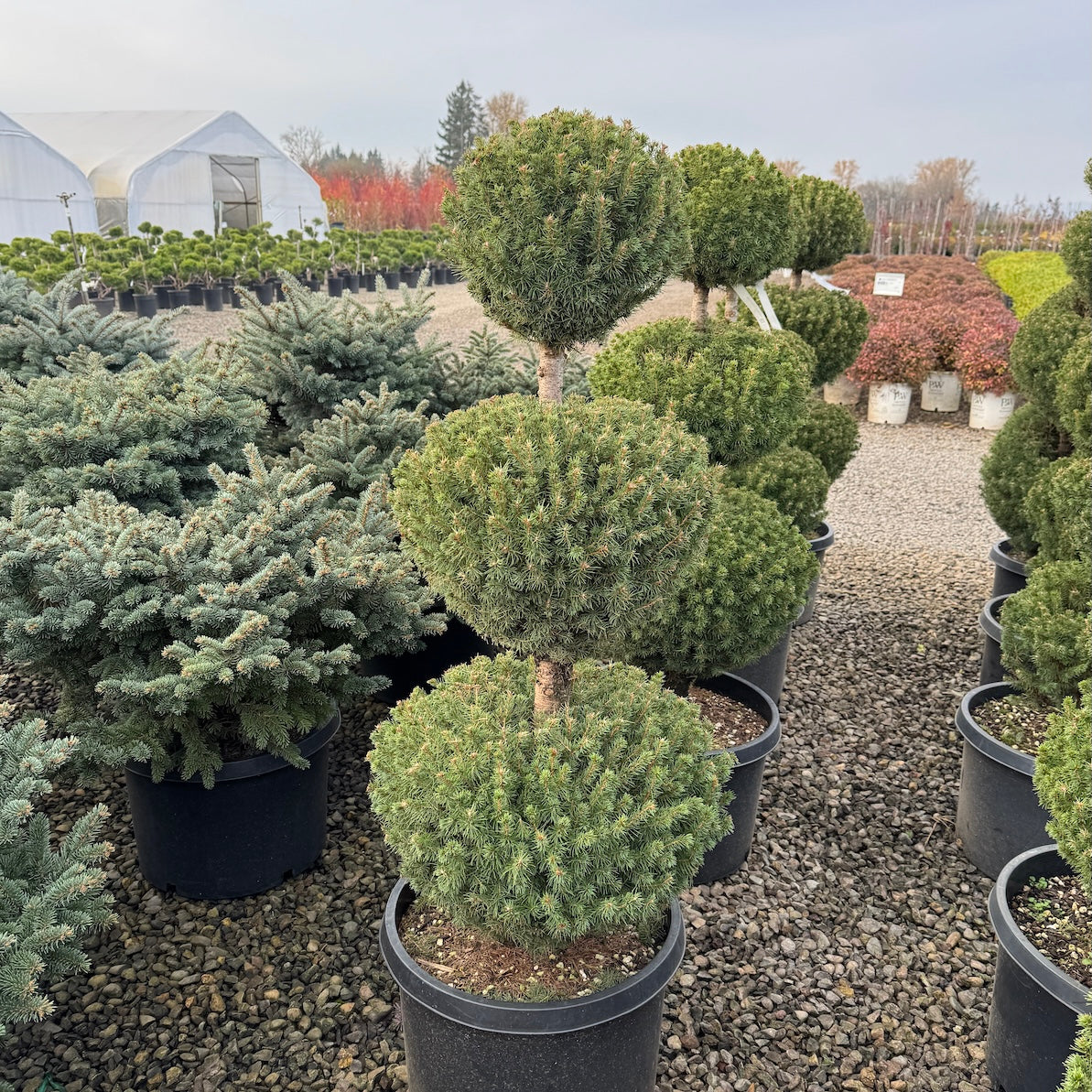 Picea glauca 'Conica', 3 Ball