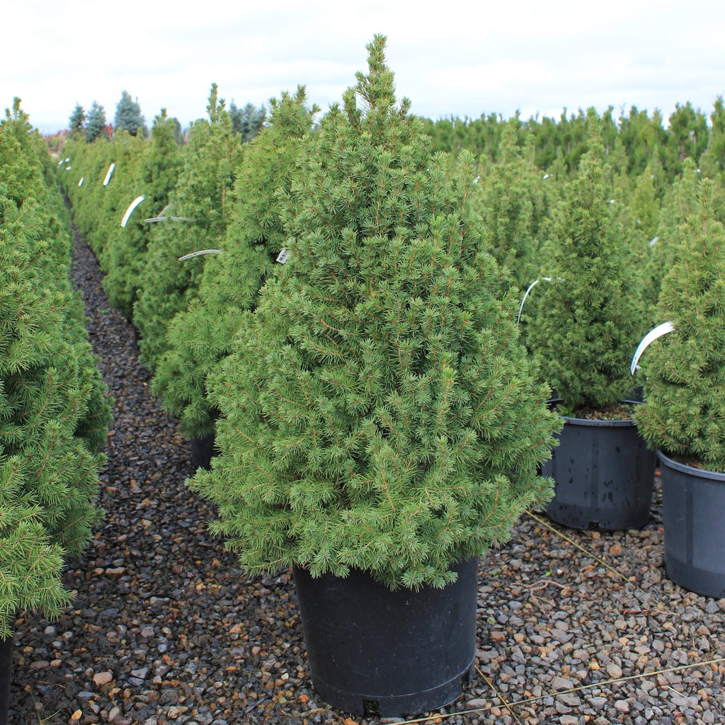 Picea glauca 'Conica'
