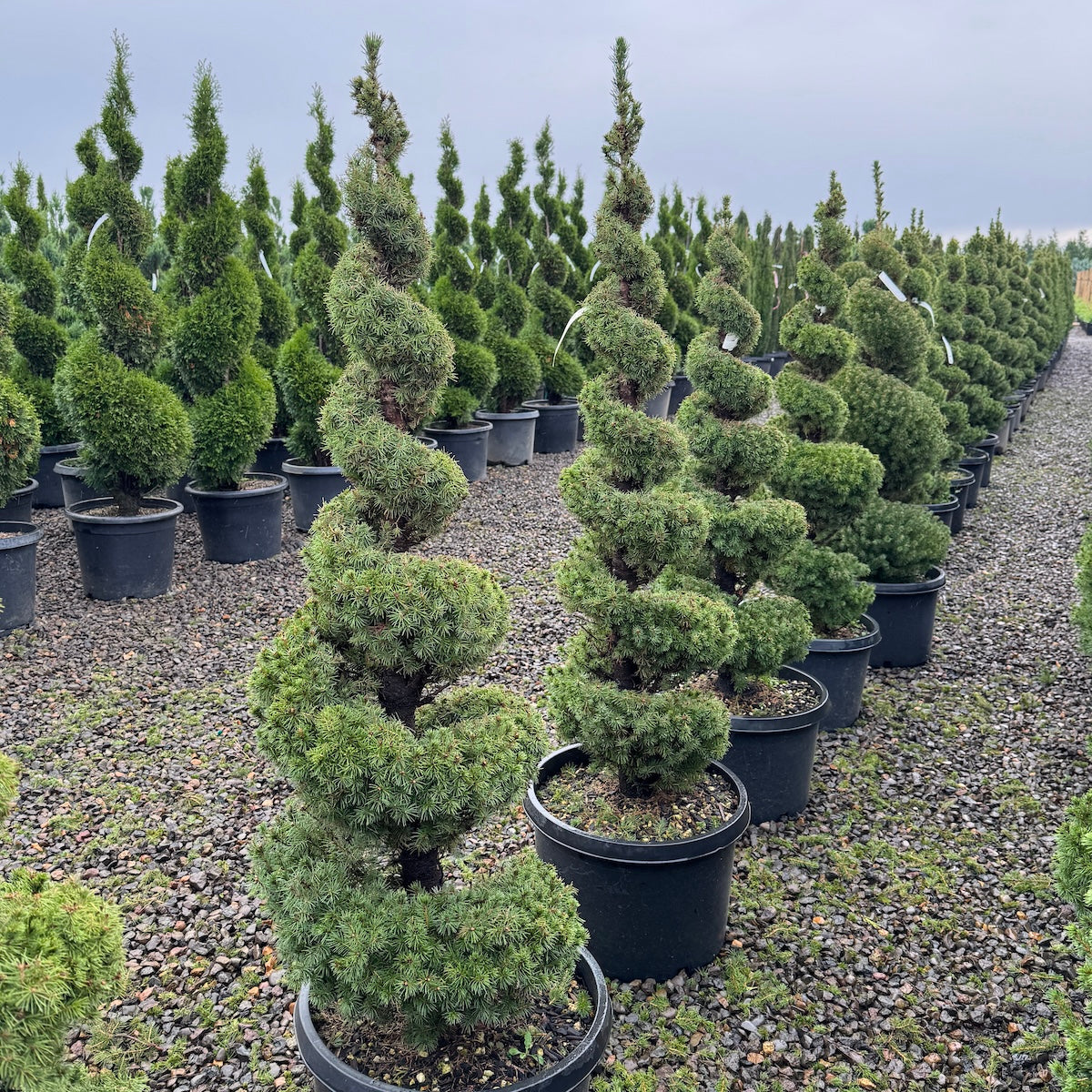Picea glauca 'Conica', Spiral