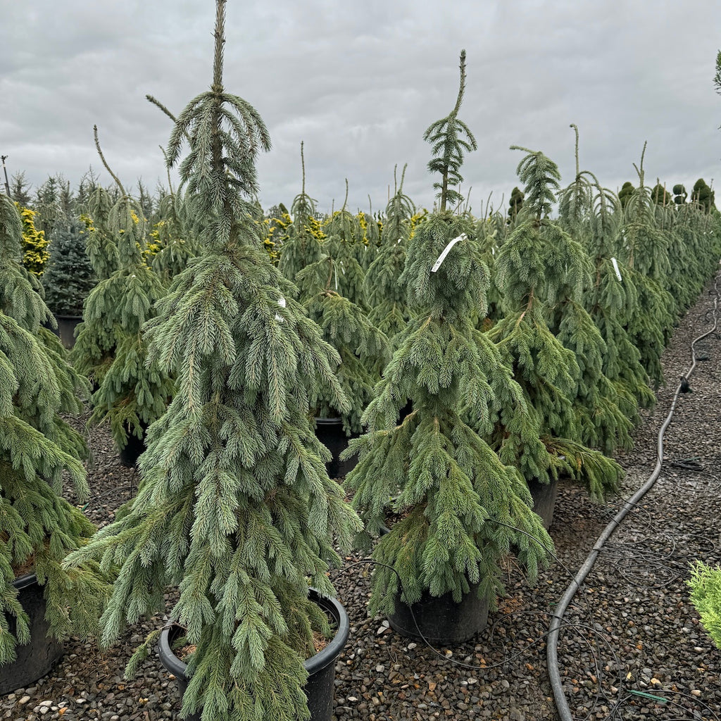 Picea glauca 'Pendula'