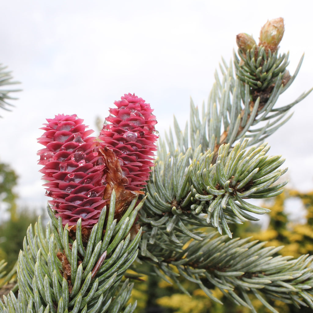 Picea pungens 'Hoopsii'