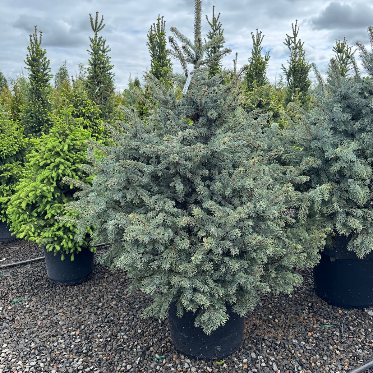 Picea pungens 'Baby Blue Eyes'
