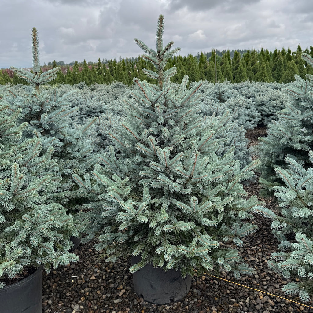 Picea pungens 'Baby Blue' ™