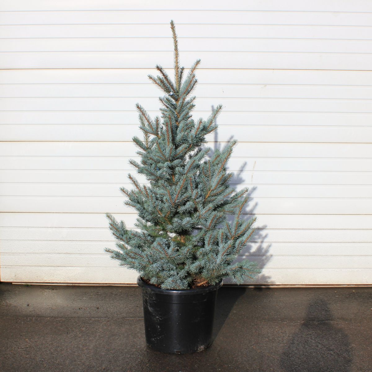 Picea p. 'Bakeri'