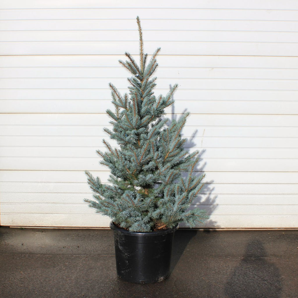 Picea p. 'Bakeri', Christmas Tree