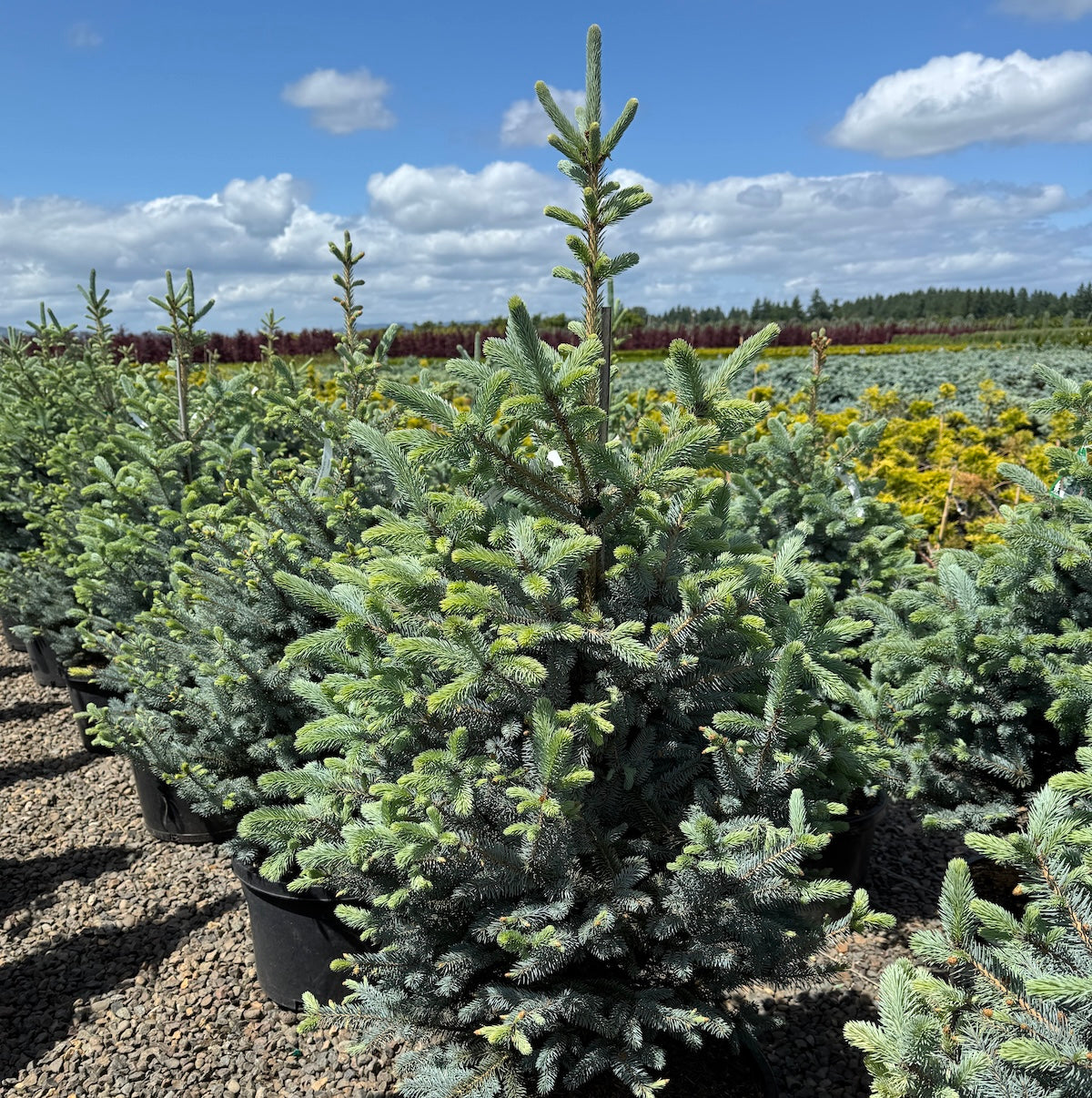 Picea pungens 'Bonny Blue™'