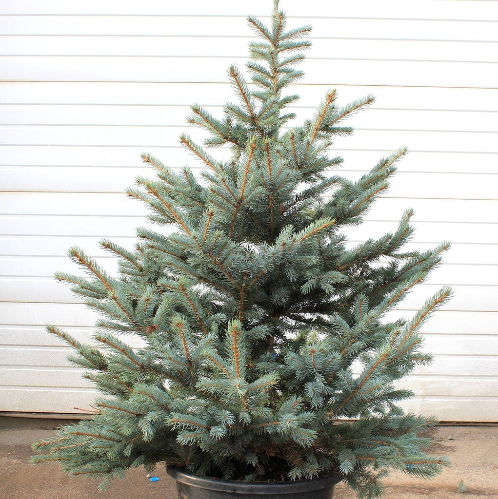 Picea p. 'Fat Albert', Christmas Tree
