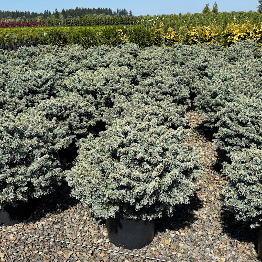 Picea pungens 'Glauca Globosa'