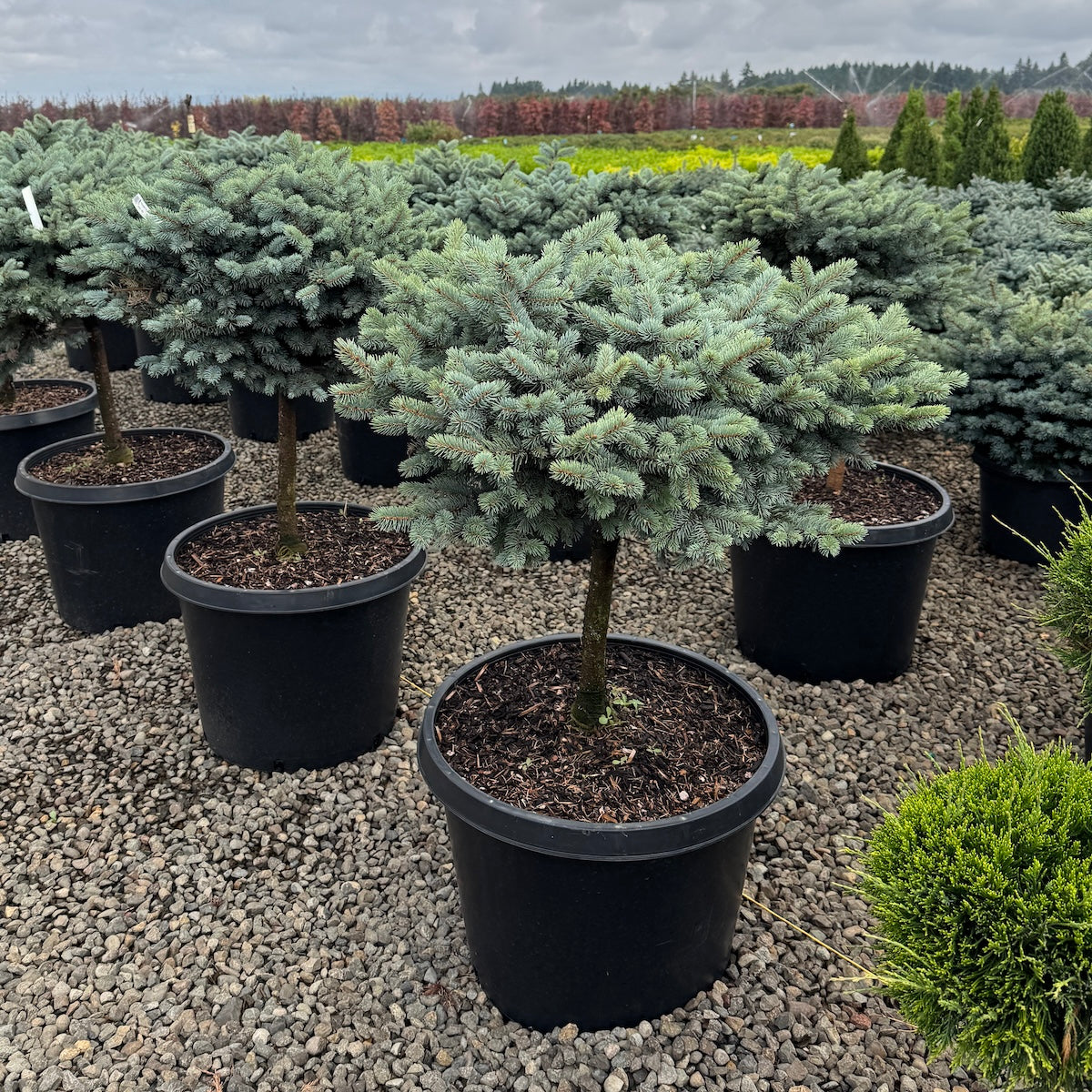 Picea pungens 'Glauca Globosa', on STD