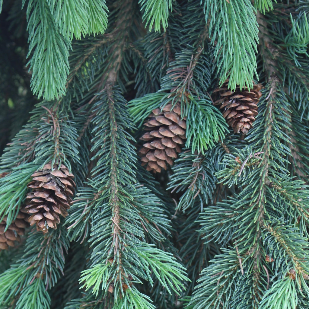 Picea pungens 'Glauca Pendula'