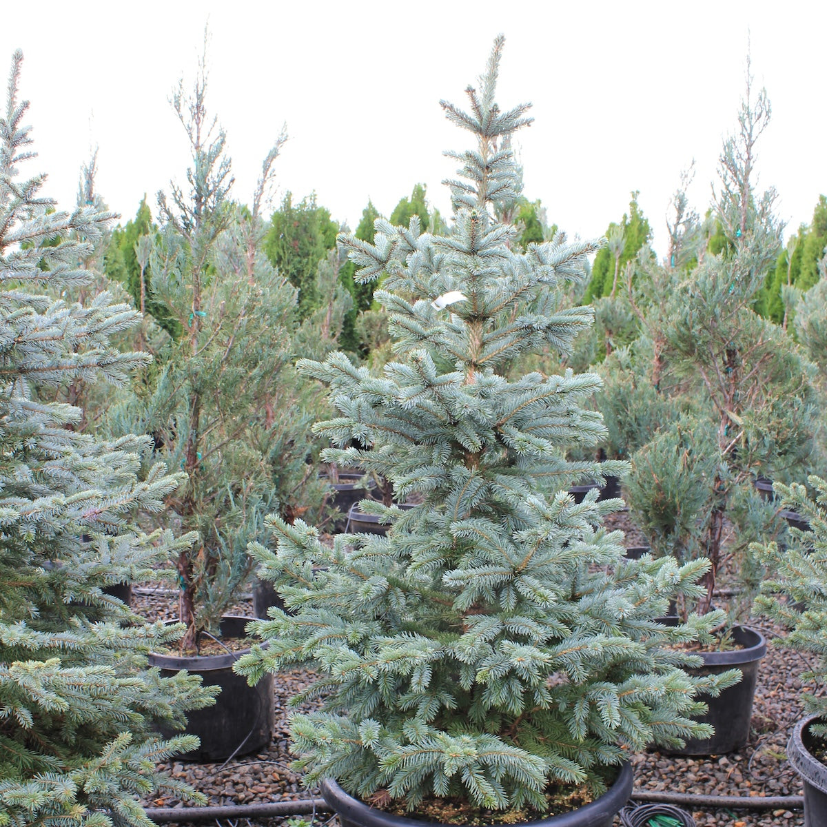 Picea pungens 'Glauca'