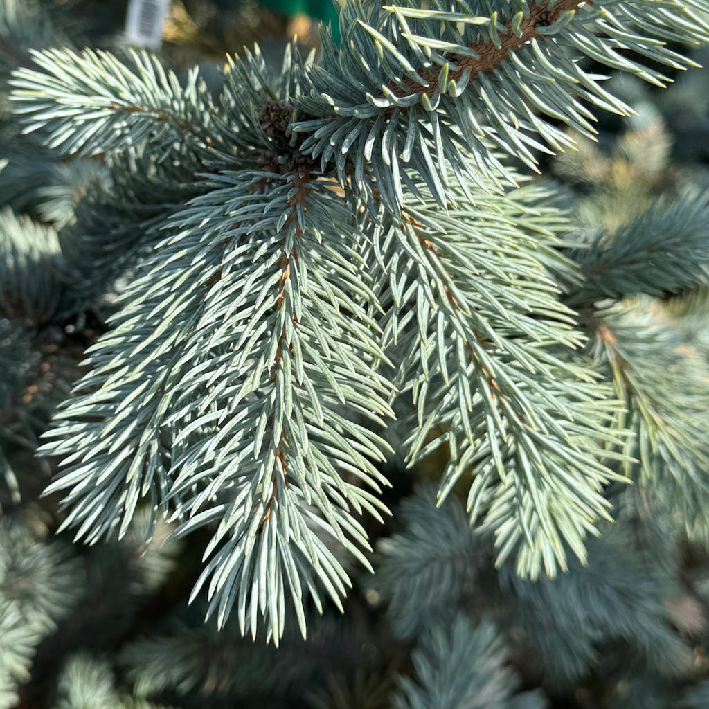 Picea pungens 'Hoopsii'