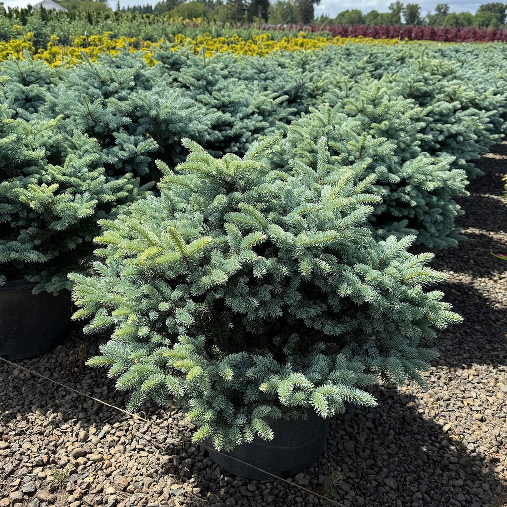 Picea pungens 'Montgomery' (CG)
