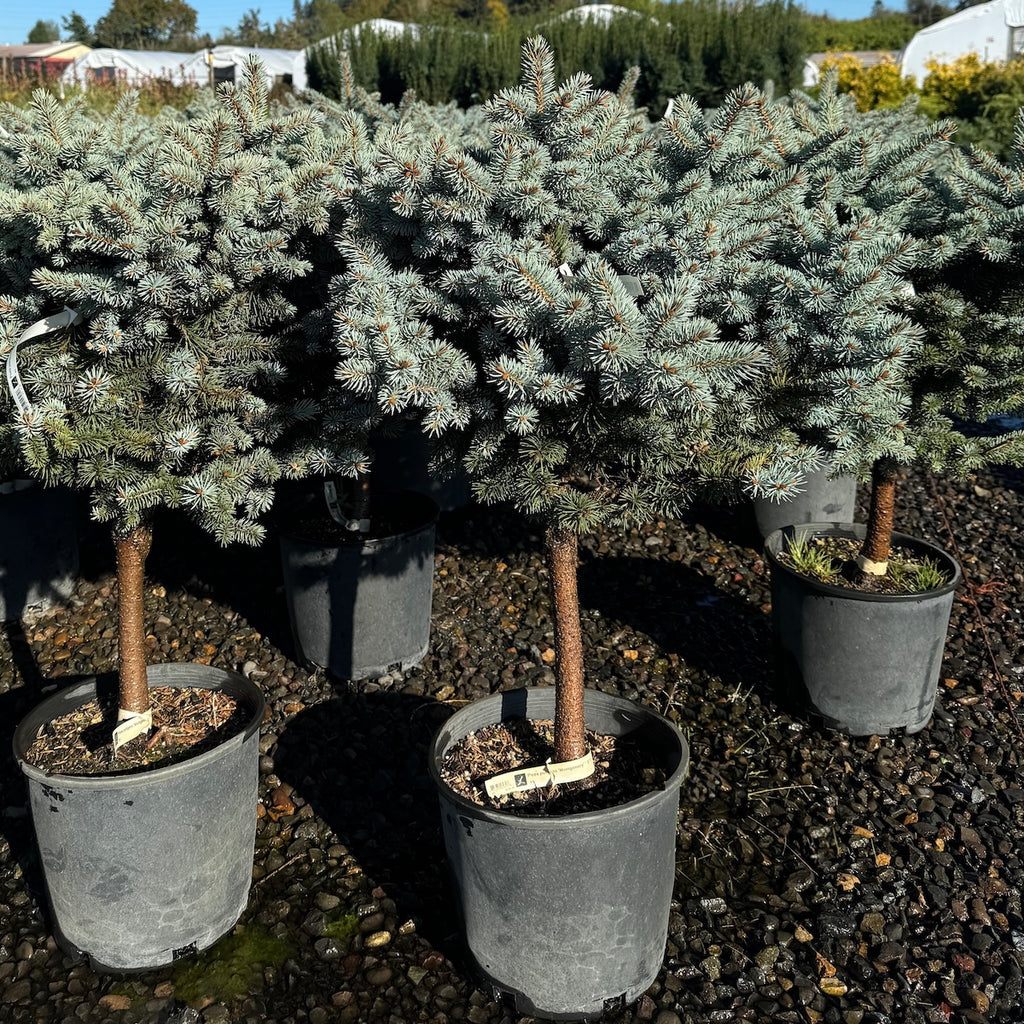 Picea pungens 'Montgomery' ' STD