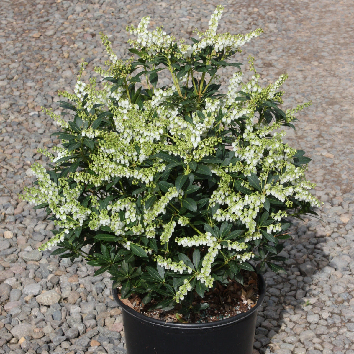 Pieris japonica 'Cavatine'